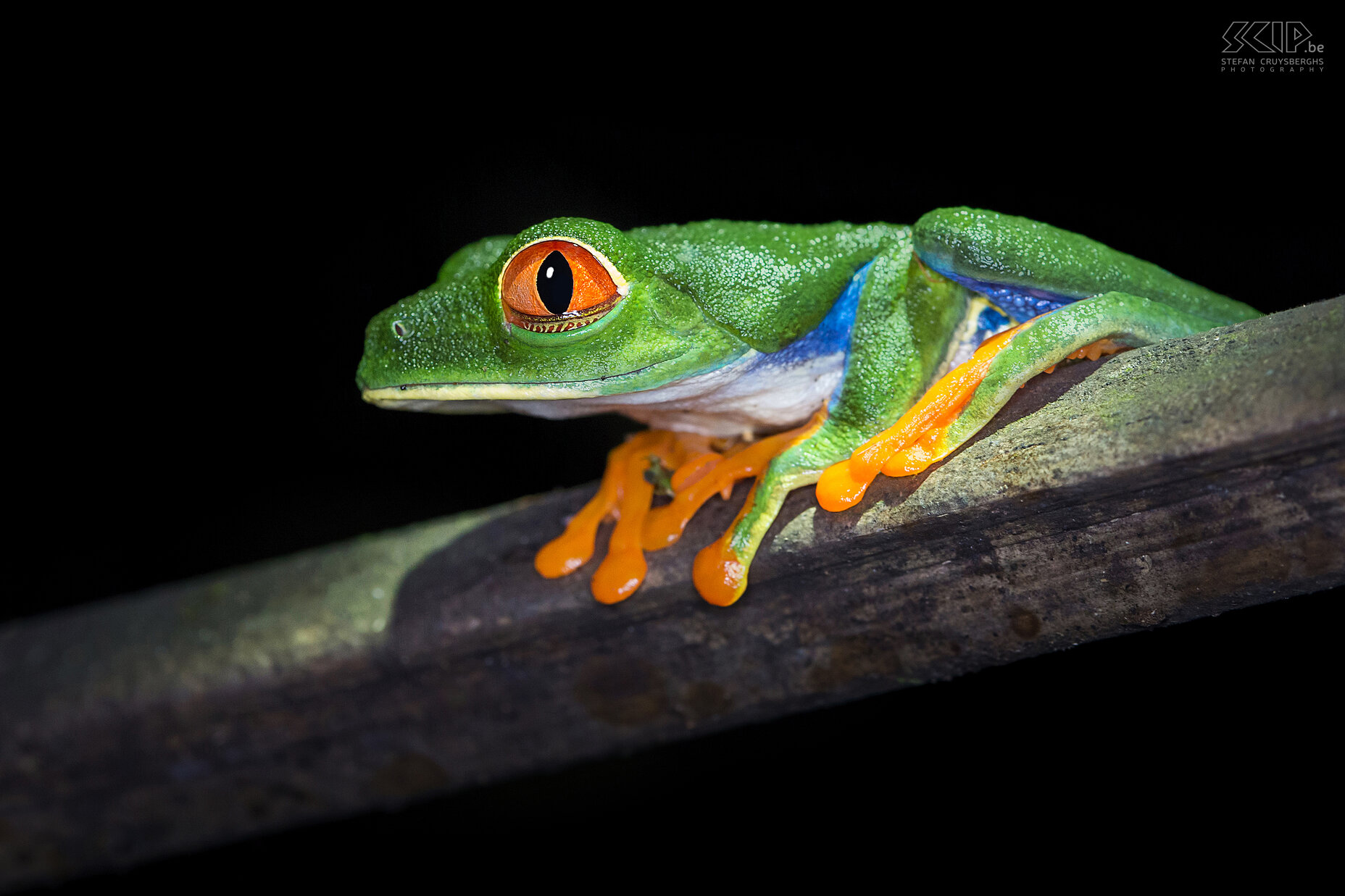 La Selva - Red-eyed tree frog A wonderful red-eyed tree frog (agalychnis callidryas) in the nature reserve of La Selva Biological station during a night tour with a guide. This noctural tree frog has red eyes with vertically narrowed pupils, orange feet and a vibrant green body with yellow and blue vertically striped sides. They are active at night and they eat crickets, moths, flies, and other insects. Stefan Cruysberghs